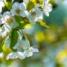 Dr. SWARNADIP BHATTACHARYYA